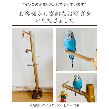 オウム&インコスタンド&止まり木{コメント用} やさい